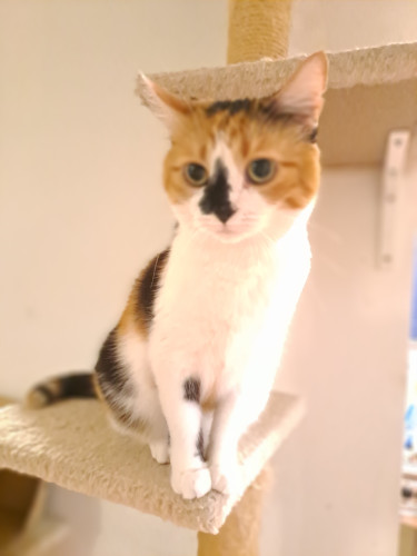 Calico cat ginger on top of her head with a black spot on her nose.