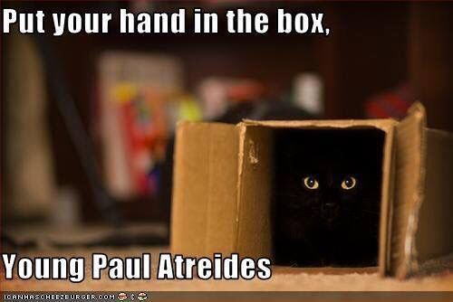 Caption: Put your hand in the box, young Paul Atreides.

There is a small carboard box laying sideways, and it is very dark inside it. So dark that the only thing that can be seen are a pair of yellow cat eyes.