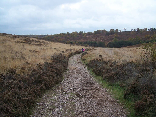 A photo of a footpath in a yellowish countryside. The caption on Wikimedia Commons is "Staffordshire Way, Cannock Chase".

https://commons.wikimedia.org/wiki/File:Staffordshire_Way,_Cannock_Chase_-_geograph.org.uk_-_2136253.jpg