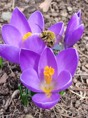 Macro shot of a honey bee crawling on the petal of a purple crocus. The bee is loaded with grains of pollen.