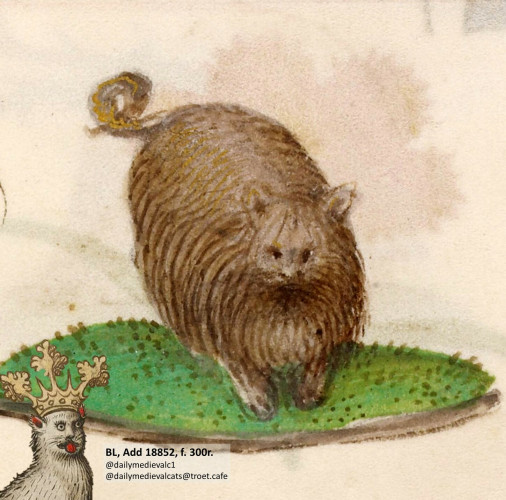 Picture from a medieval manuscript: The image shows a chonky cat with long fur.