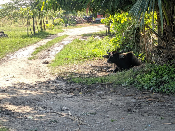 a calm cow sitting on the side of the road