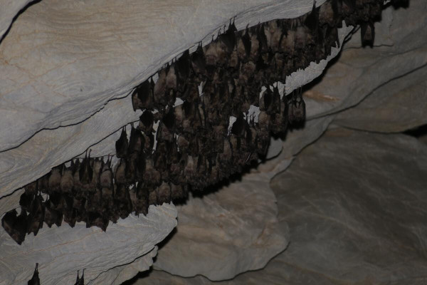 Photo of Greece's largest bat colony in a cave in Achaea.