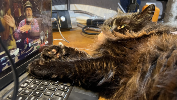 A cat resting on a laptop keyboard with a video playing on the screen, multiple cables, and electronic devices in the background.