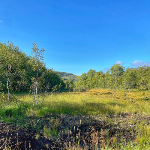 A landscape. Marsh in the foreground, with birch forest pressing in from both sides in the middleground, and a rolling green mountain in the distance.