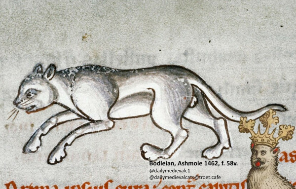Picture from a medieval manuscript: A white cat is exploring