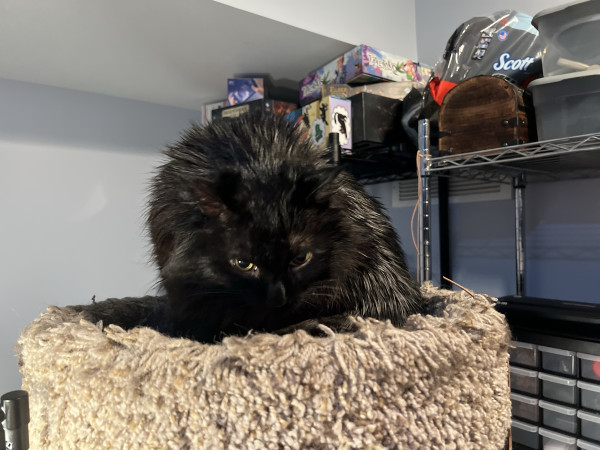 A black cat resting on a cat tree with shelves and items in the background.