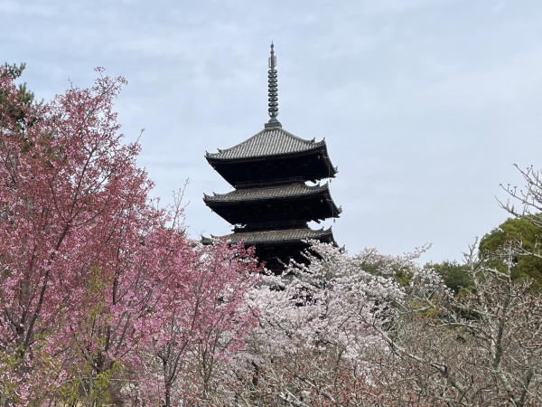 Pagoda of Ninna-ji