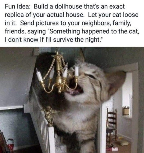 Fun idea: Build a dollhouse that's an exact replica of your actual house. Let your cat loose in it. Send pictures to your neighbors, family, friends, saying "Something happened to the cat, I don't know if I'll survive the night."

[Picture of a cat rampaging the inside of a miniature house]