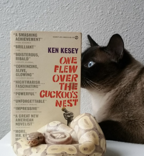 Brontë (cat) and Lars (snake), and the book, One Flew Over the Cuckoo’s Nest by Kesey.
