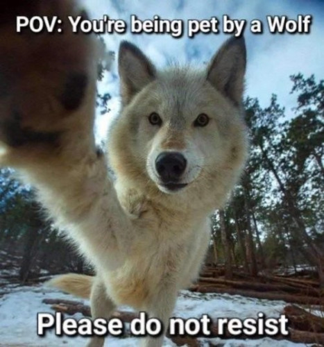 A picture of a wolf with his front leg stretched to touch the camera and the text:

POV: You're being pet by a Wolf. PLease do not resist.