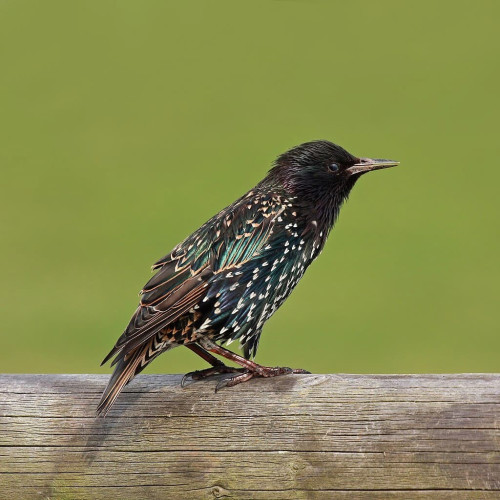 A photograph of the common starling (Sturnus vulgaris vulgaris) by Leek Wootton, Warwickshire. A tiny bird with black head, and dark green feathers on the body.

Wikimedia Commons: https://commons.wikimedia.org/wiki/File:Common_Starling_(Sturnus_vulgaris)_Leek_Wootton.jpg