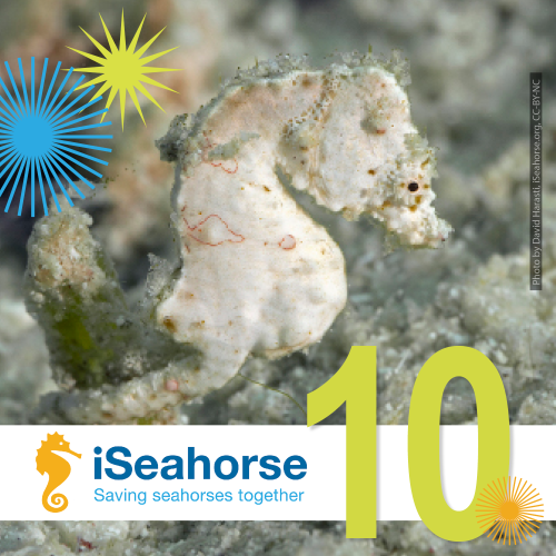 Decorative image of a white coleman's seahorse overlaid with the iSeahorse logo and a big number 10.