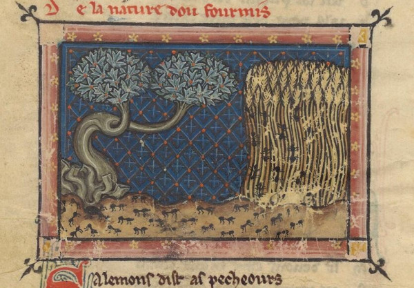 Picture from a medieval manuscript: ants