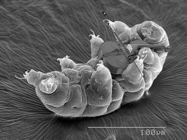 a photoshopped picture from an electron microscope of a tardigrade playing violin