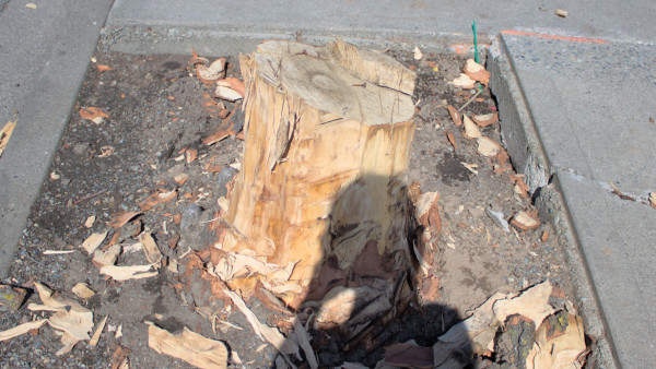 Photo of a cut-down stump.