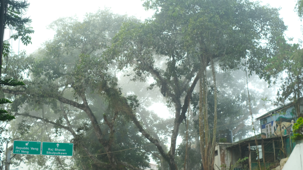 A huge tree is blanketed with mist on a busy/central street called Treasury Square in the city of Aizawl. On the right side you see an Assam type house. You also see signage that are labeled arrows and text Raj Bhavan and Republic Veng (name of localities and buildings).