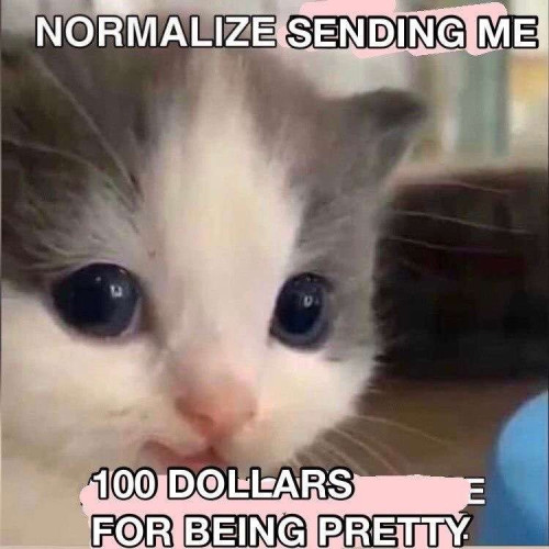 A cute cat photo with the caption "Normalize sending me 100 dollars for being pretty".