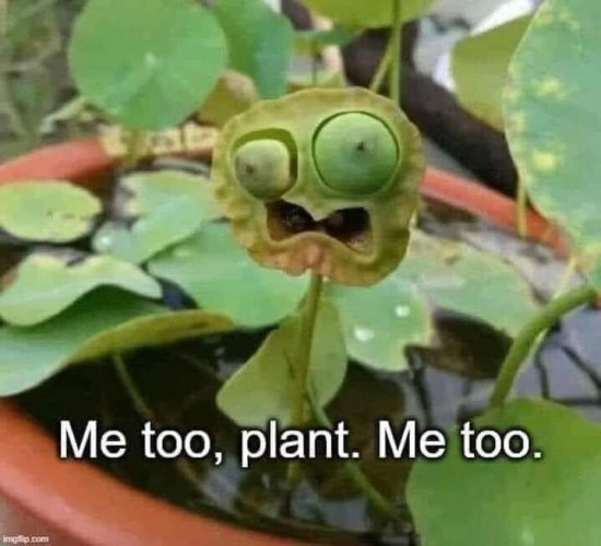 A plant that resembles a face in distress, with different sized eyes and a gaping open mouth.