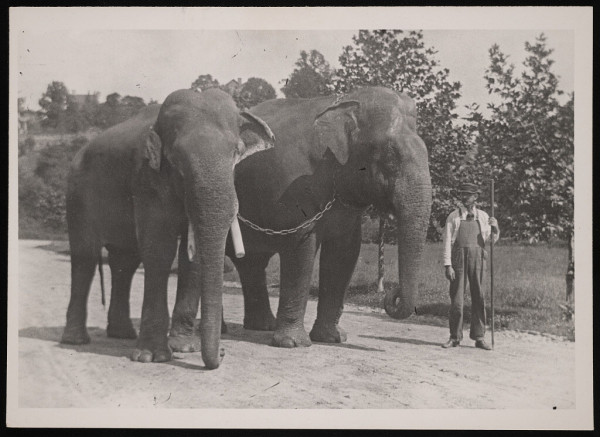 B&W photograph of two elephants, Dunk and Gold Dust, at the National Zoo in Washington, D.C. A keeper stands nearby.