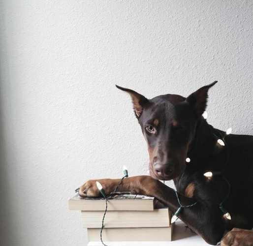 Aggie (my dog) , lying down with her paw on some books and a few Christmas lights draped around her. 