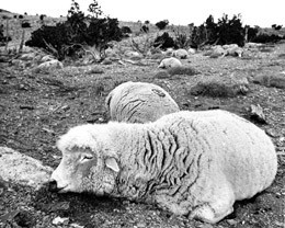 Dead sheep owned by Ray Peck in Skull Valley, 1968. By Don Grayston, Deseret News - http://www.deseretnews.com/dn/sview/1,3329,250010322,00.html, Fair use, https://en.wikipedia.org/w/index.php?curid=16372431