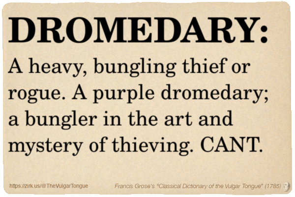 Image imitating a page from an old document, text (as in main toot):

DROMEDARY. A heavy, bungling thief or rogue. A purple dromedary; a bungler in the art and mystery of thieving. CANT.

A selection from Francis Grose’s “Dictionary Of The Vulgar Tongue” (1785)