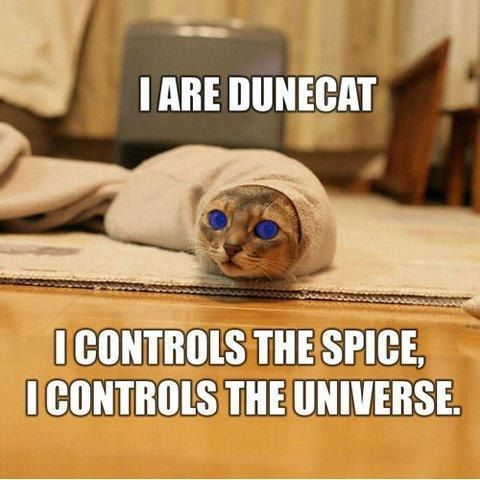 A cat with overly blue eyes that is wrapped in a beige towel like a burrito with only its head showing. The caption: I  are dunecat. I controls the spice, I controls the universe.