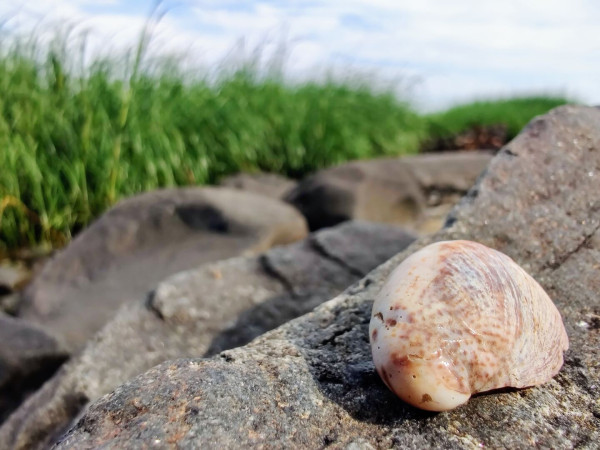 A macro shot of a seashell on a greyish brown rock. Some green seagrass is visible in the background.